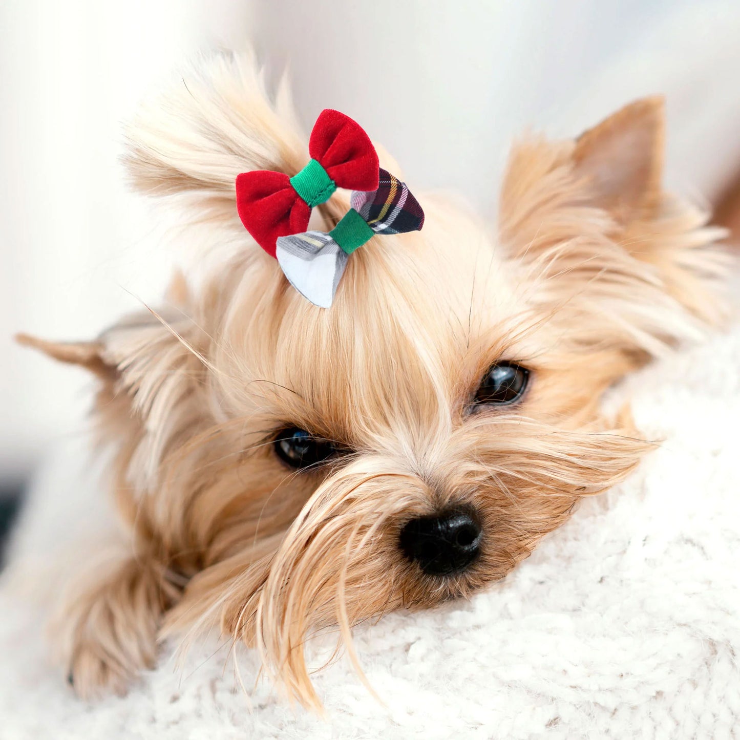 Holly Jolly Girl Pup Toy Kit