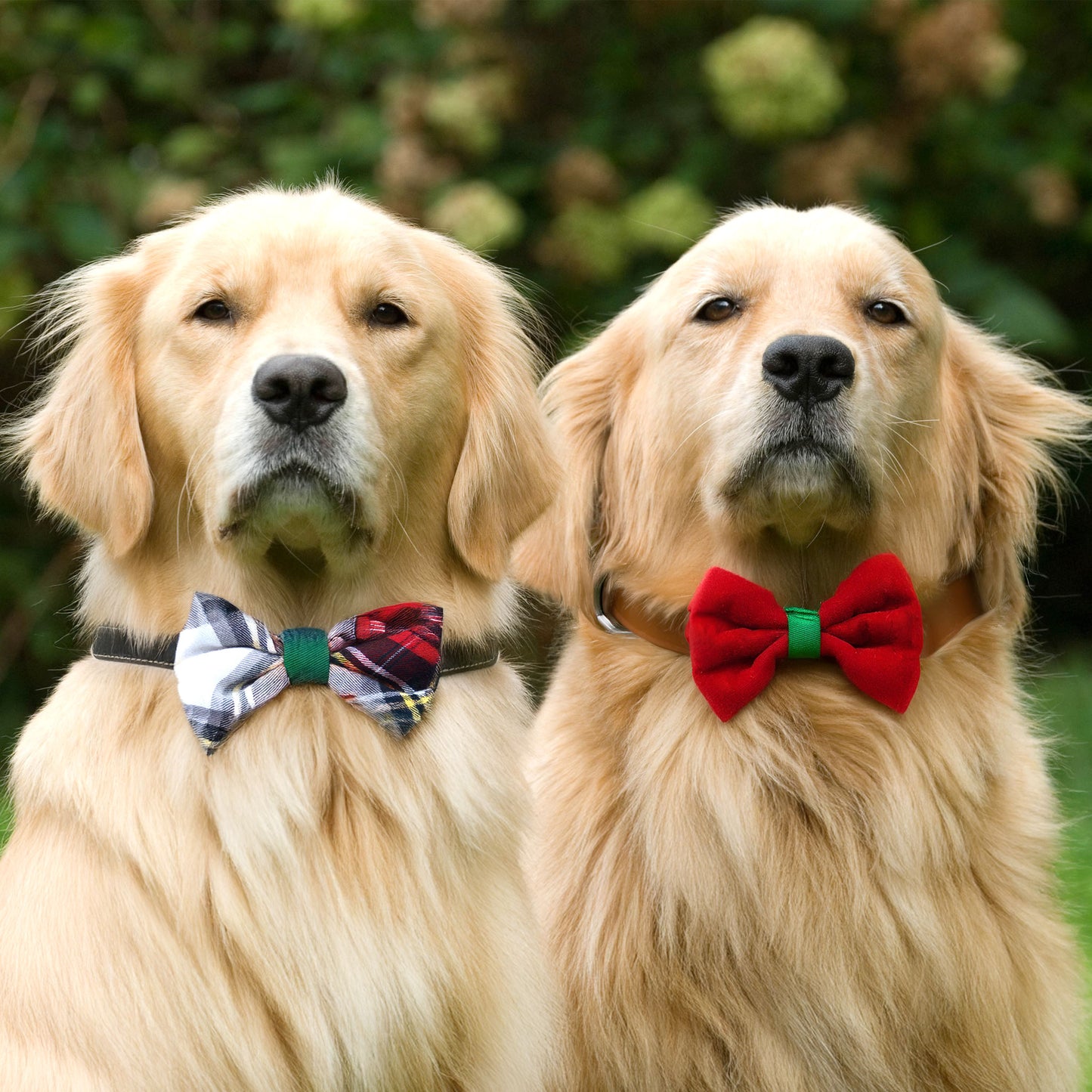 Festive Flair Dog Bow Tie Set