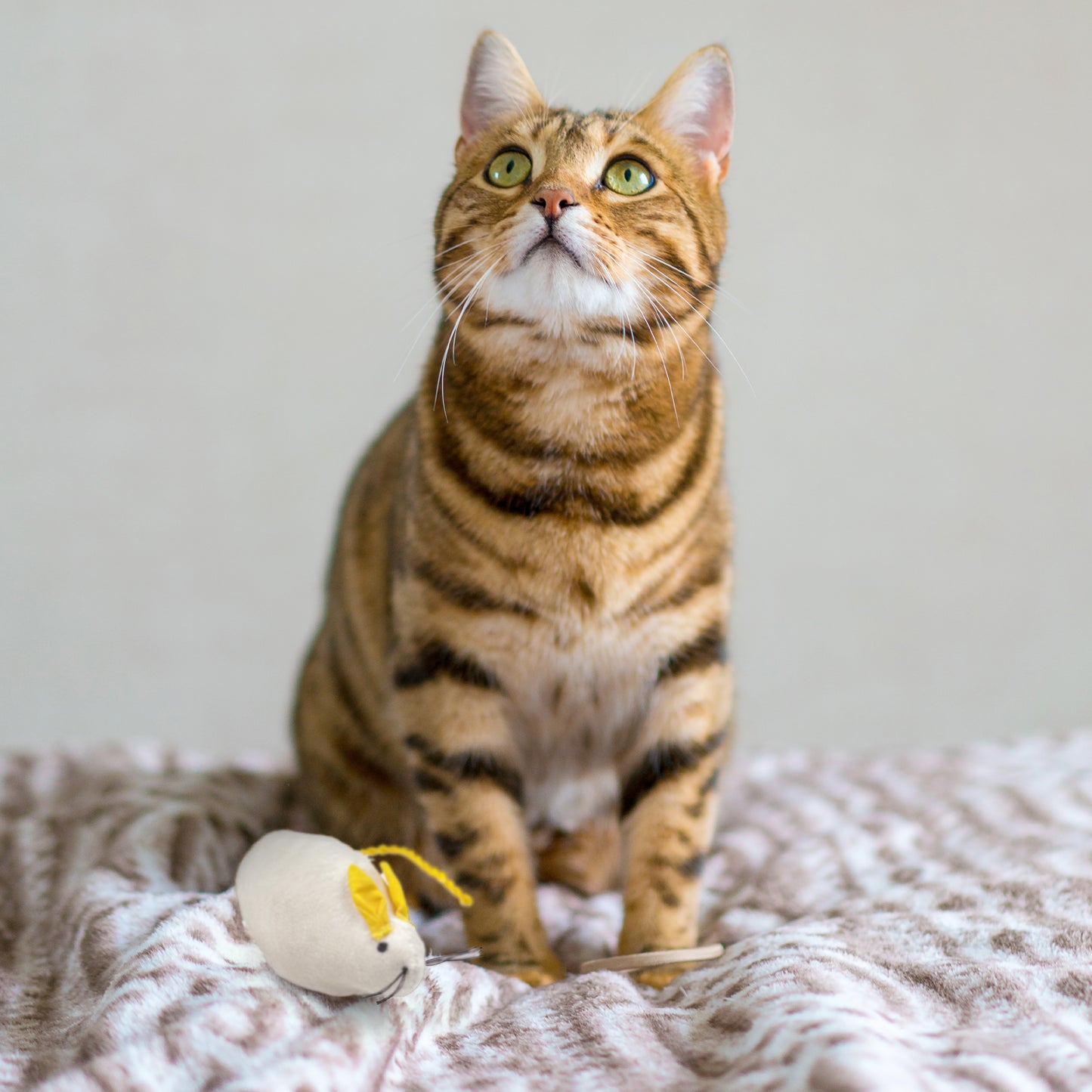 Ember Mousse