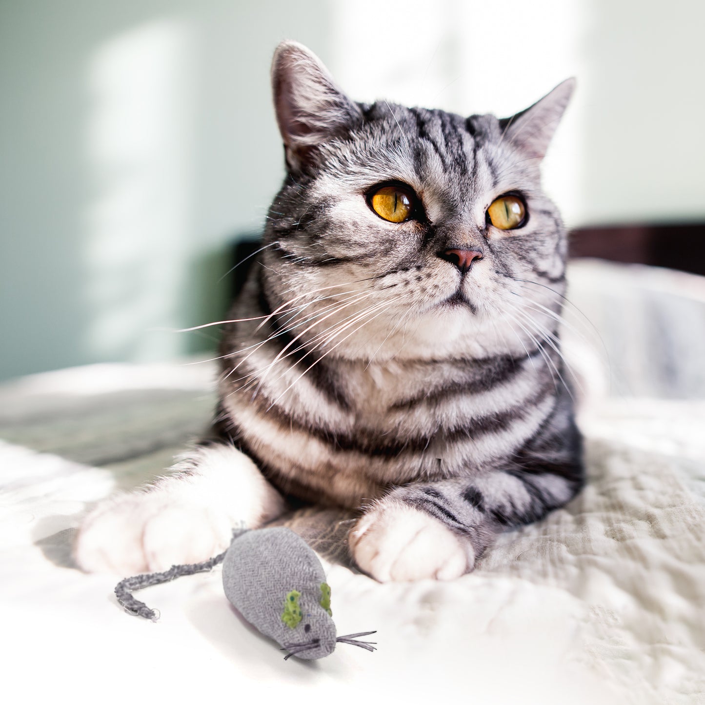 Mish Mash Mouse Toy