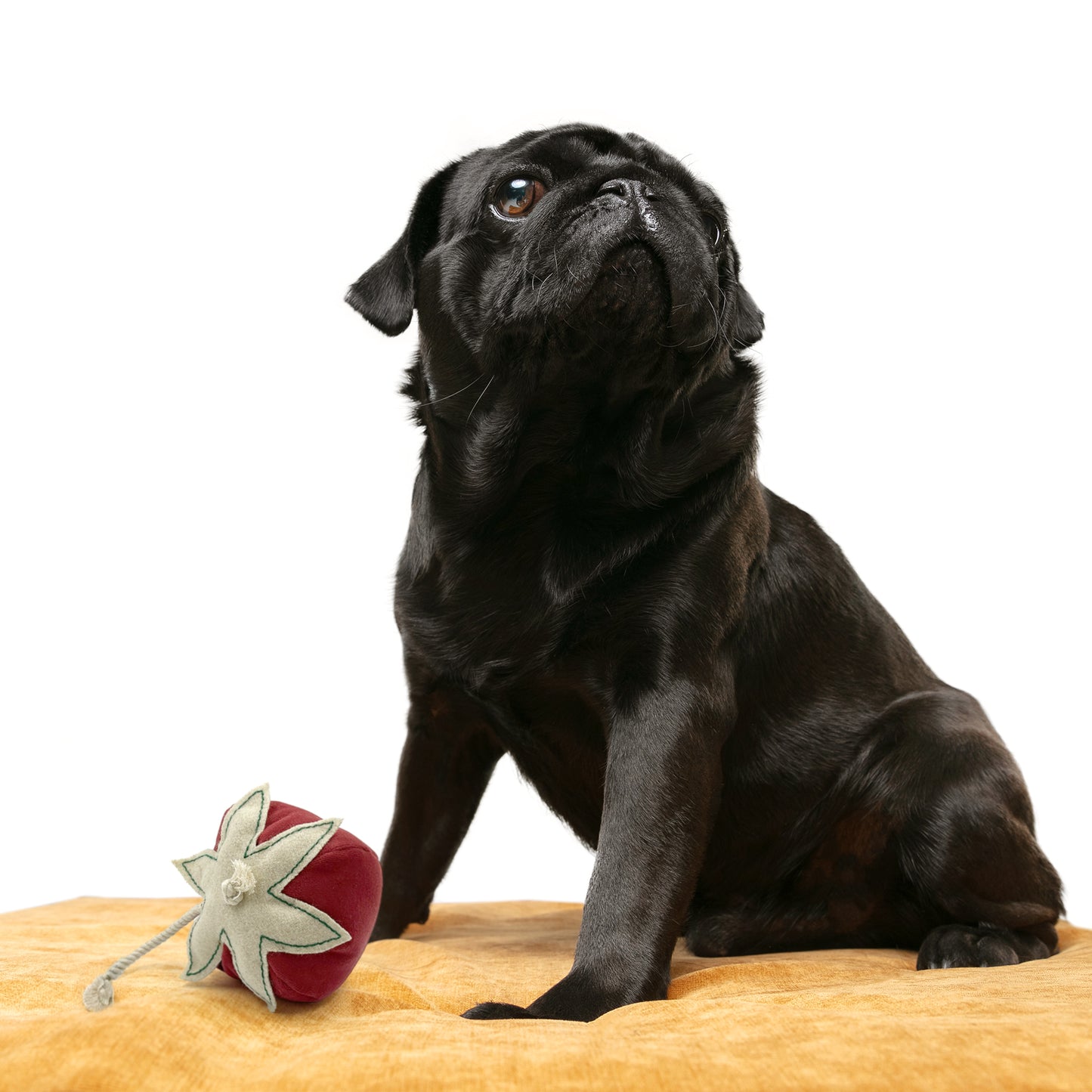 Holly Jolly Girl Pup Toy Kit