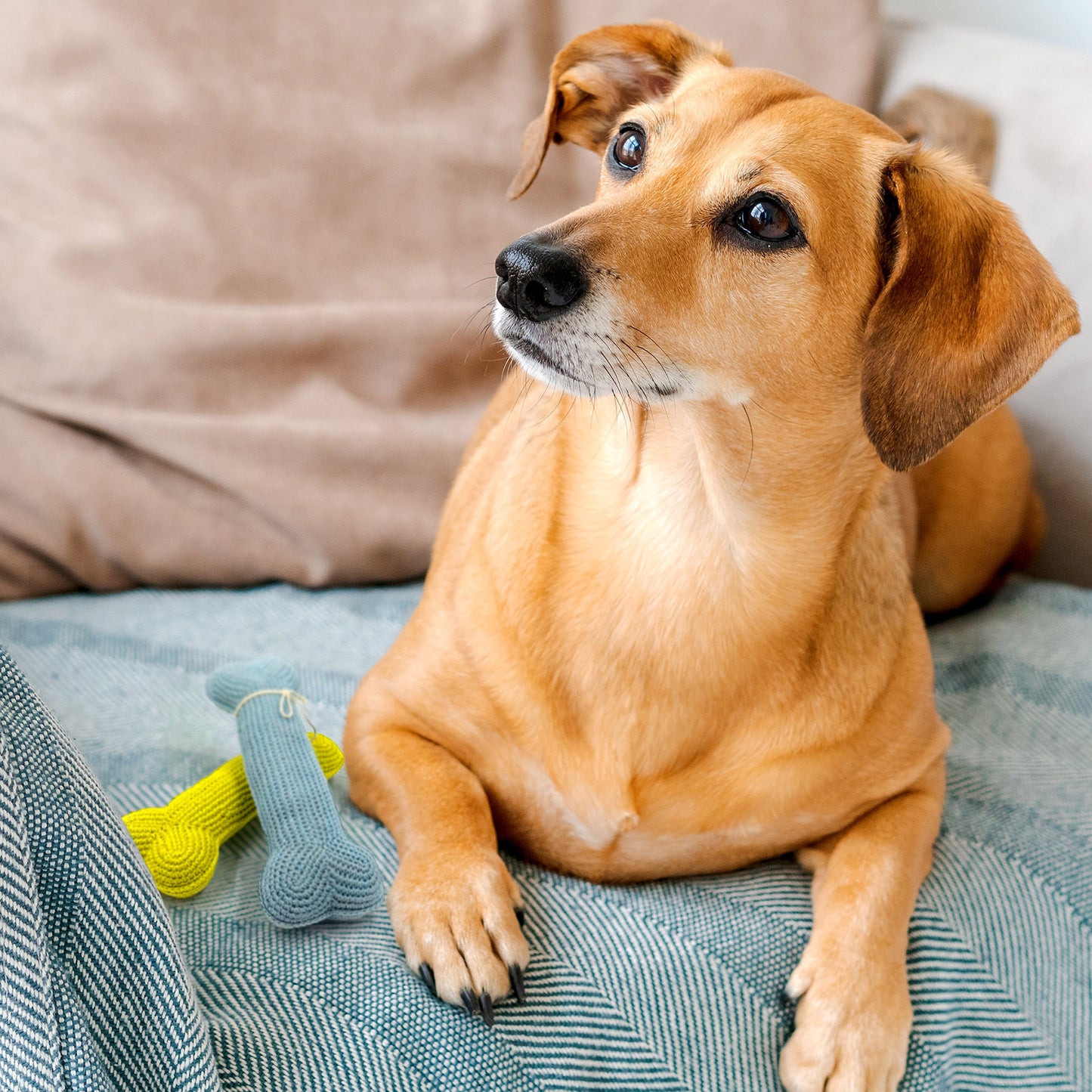 Pawfect Crochet Bone