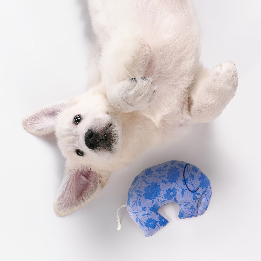 Dog facing upwards on the floor with Pets & People Co's Tuskly plush toy